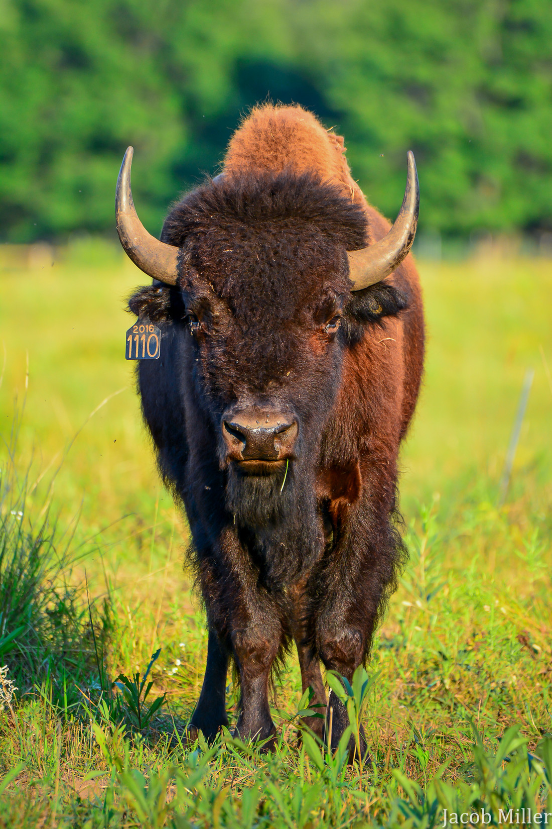 Bringing back the bison
