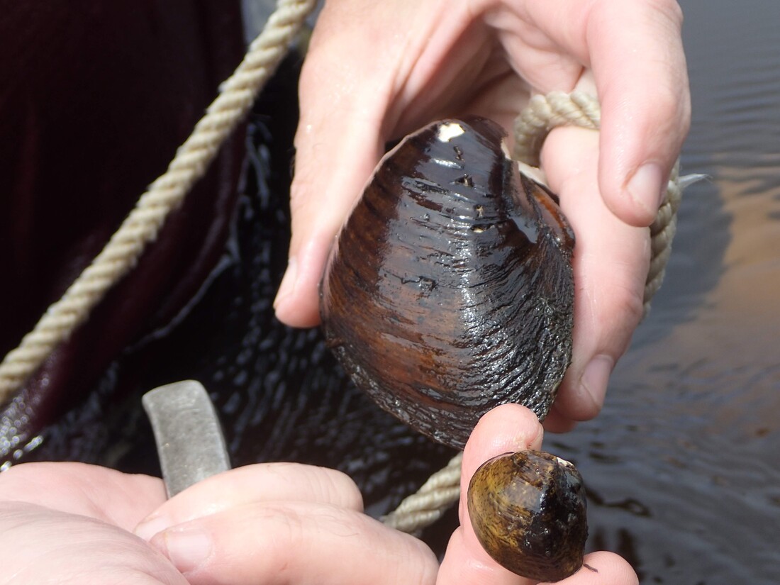 Native St. Croix River mussel
