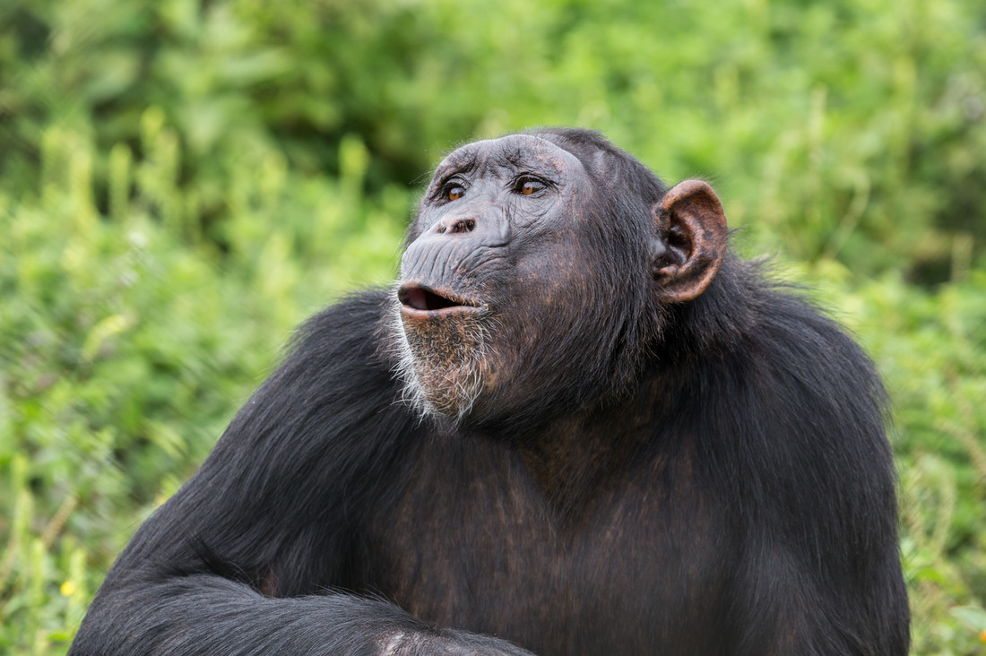 66754340-Chimpanzee-pant-hoot-calls-%28Pan-troglodytes%29-2.jpg