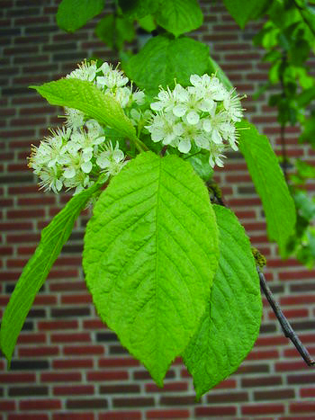 image of amur chokecherry leaves and flowers