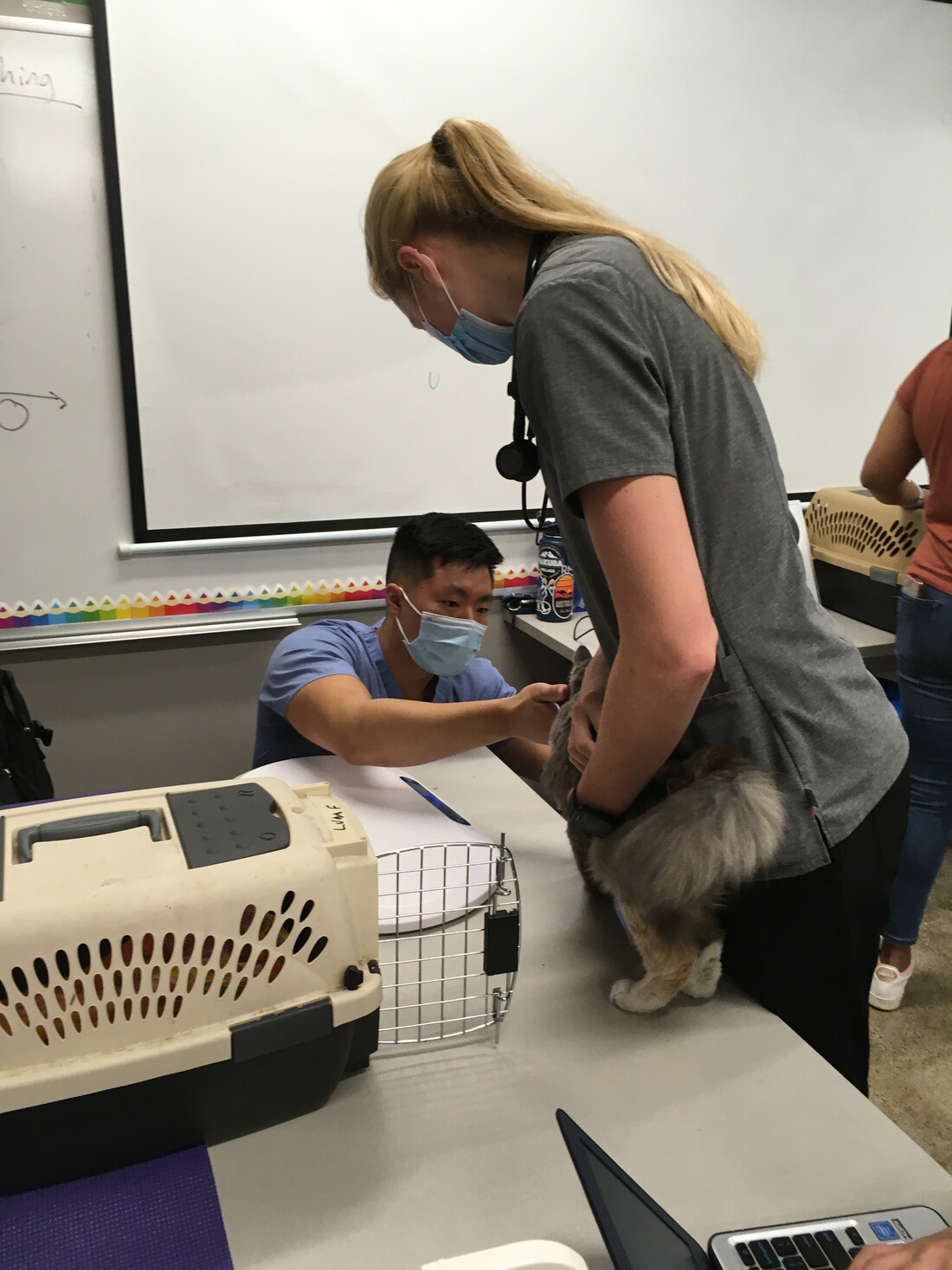 Vet student examining a grey cat held by another vet student