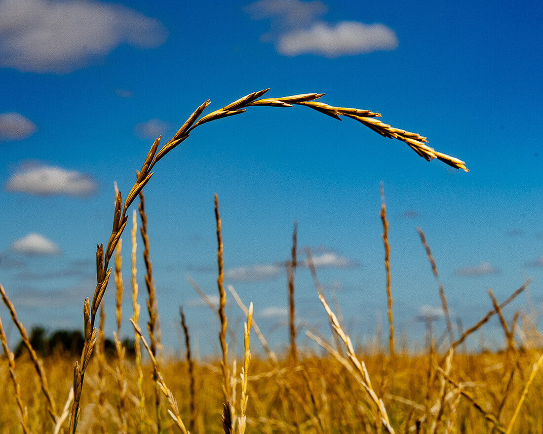 Intermediate wheat grass field