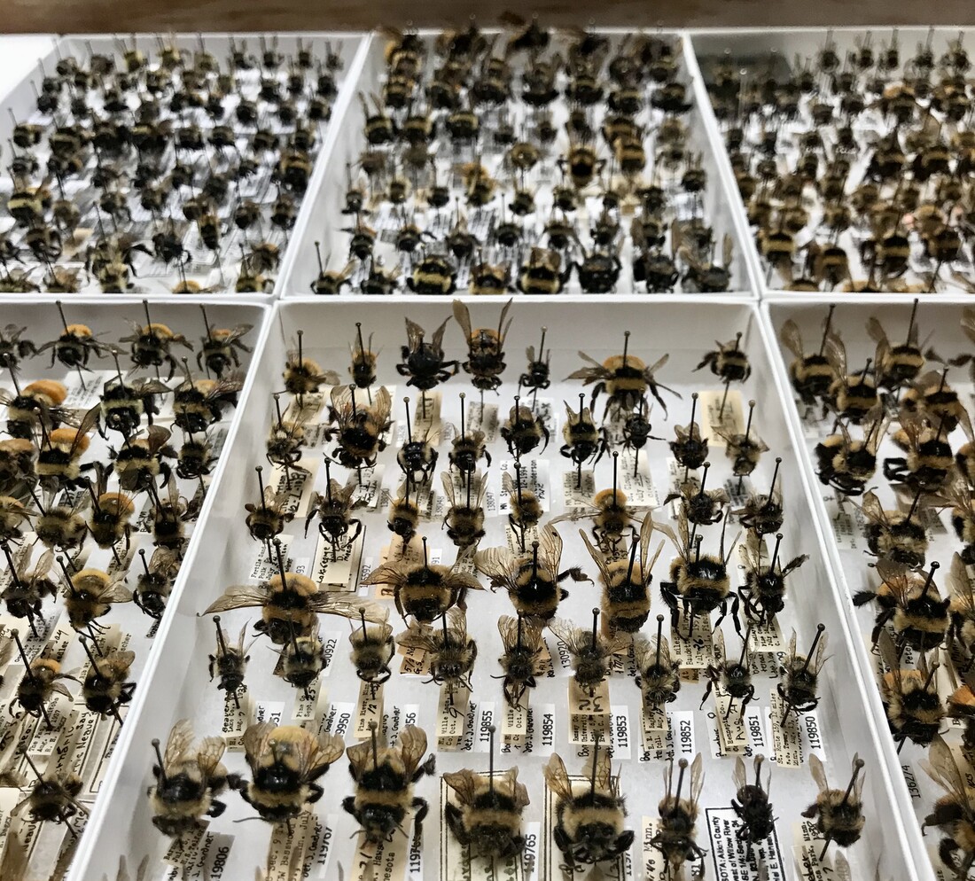 Boxes full of bee specimens