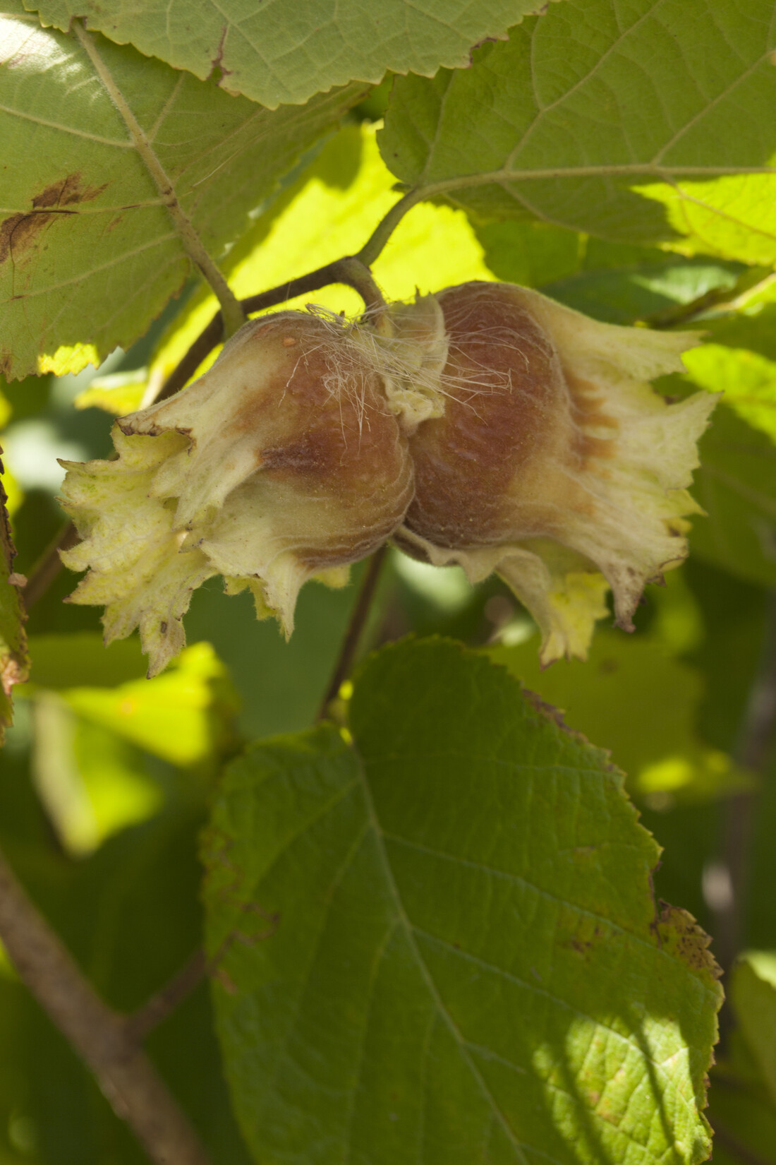 Hazelnuts on the vine