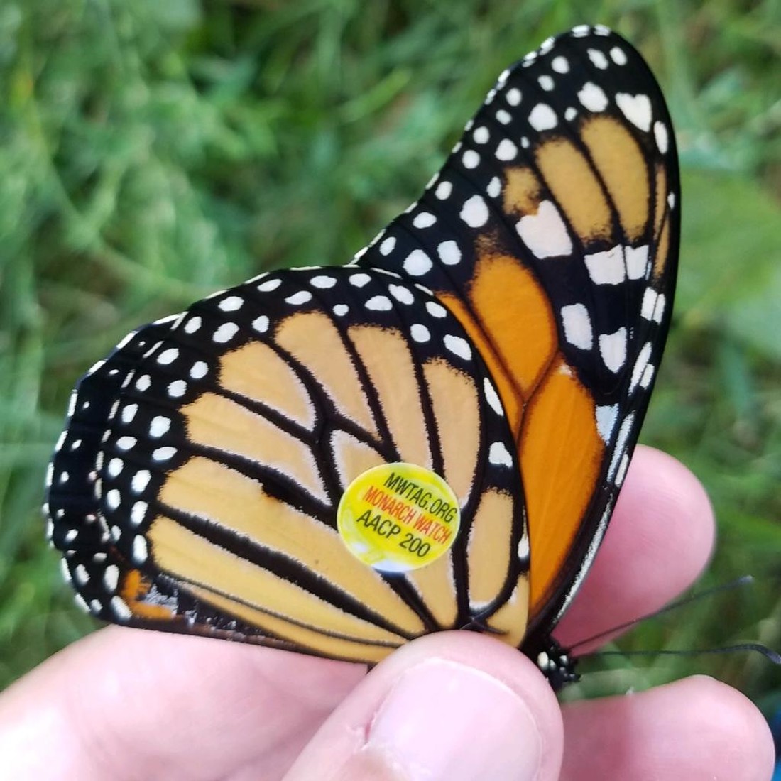 Monarch butterfly with a tag