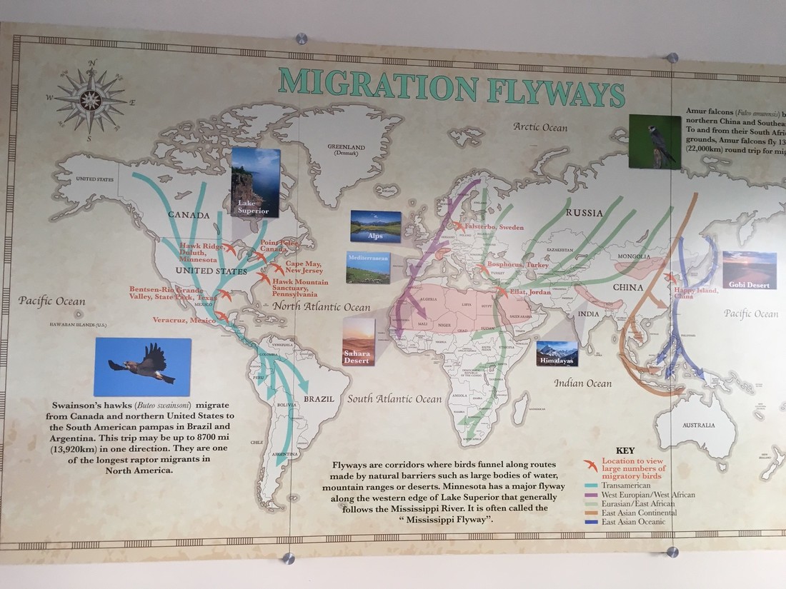Migration-flyways-2.JPG