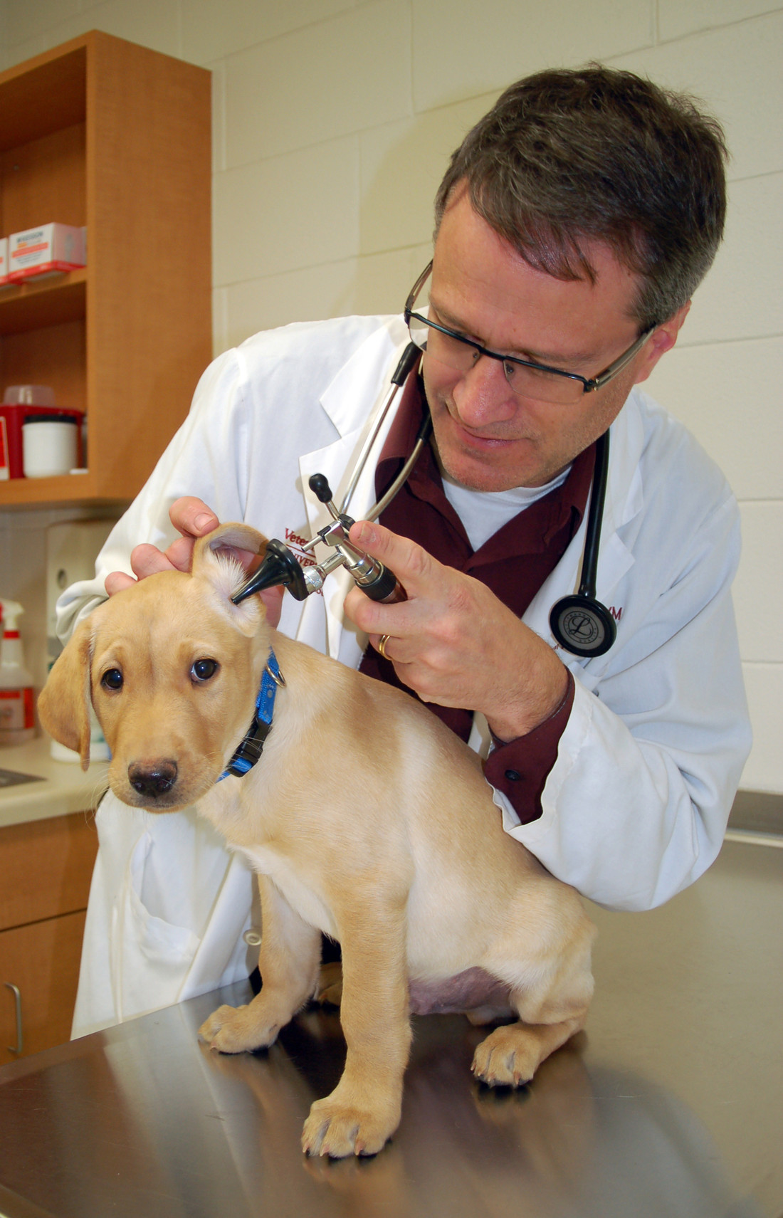 Photo of Ned Patterson examining the inside of a puppy's ear