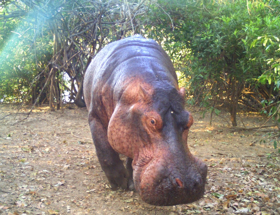 Hippopotamus looking at the camera