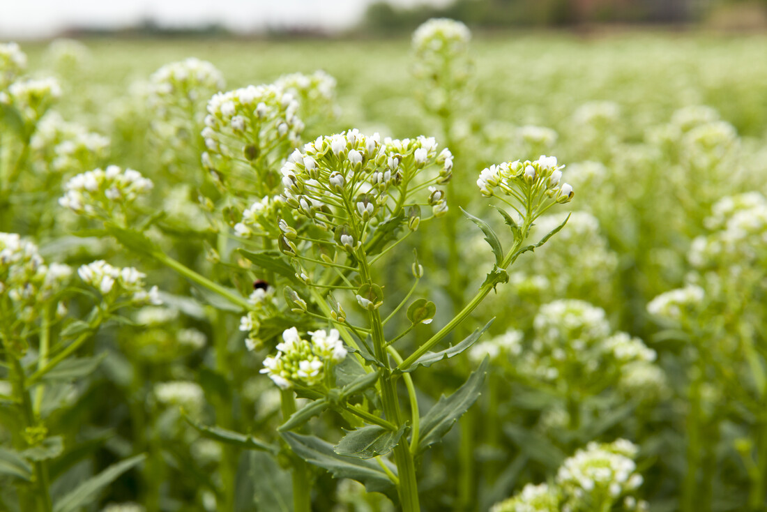 Pennycress blooms
