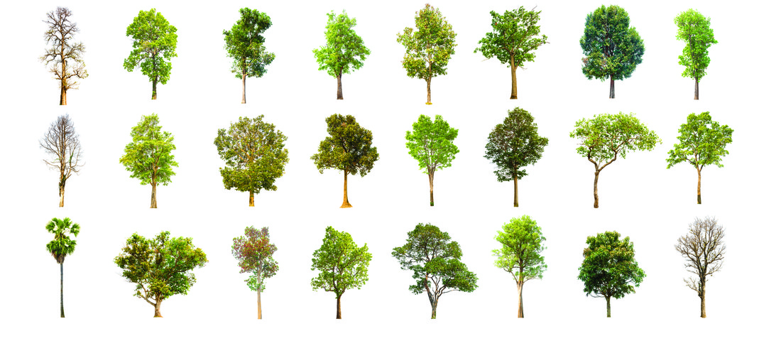 Rows of different types of trees