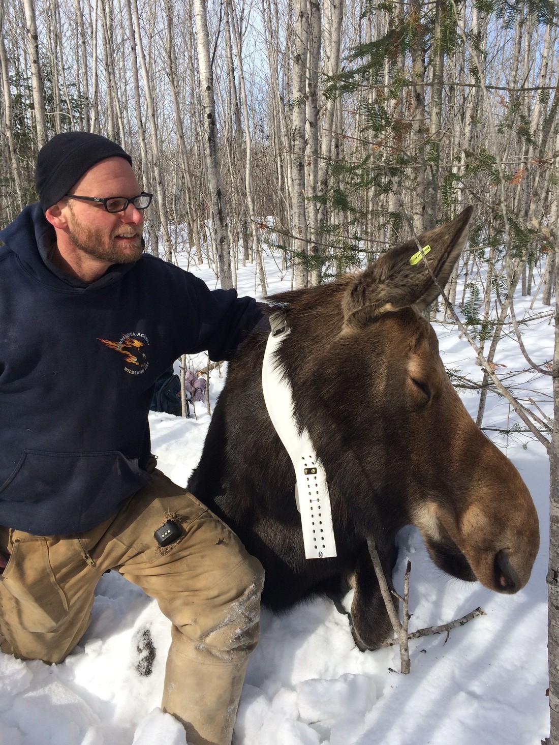 Seth Moore with collared moose
