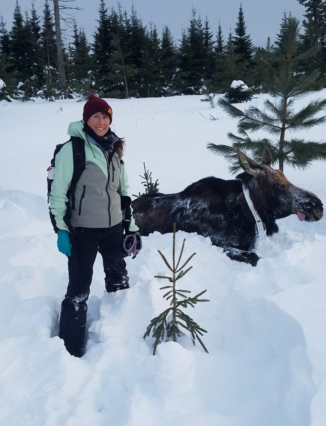 Tiffany Wolf with collared moose