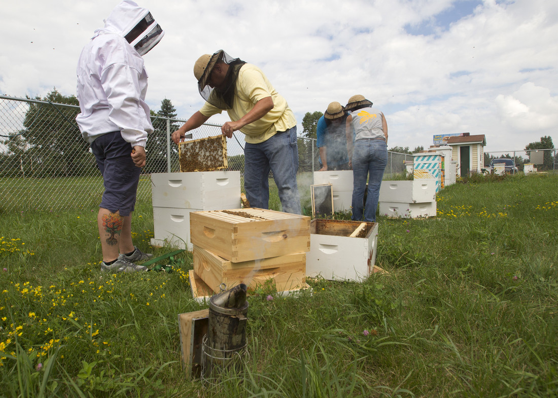 People working with bee colonies