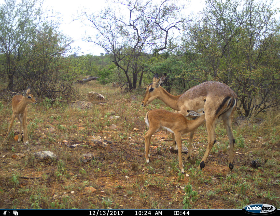 Female impala and her babies