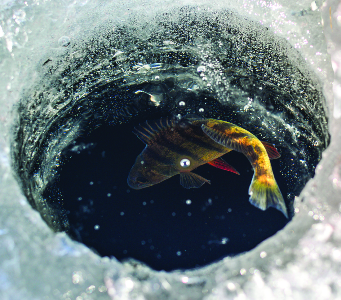 ice fishing hole with fish