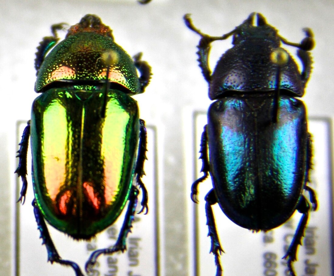 Shiny stag beetles